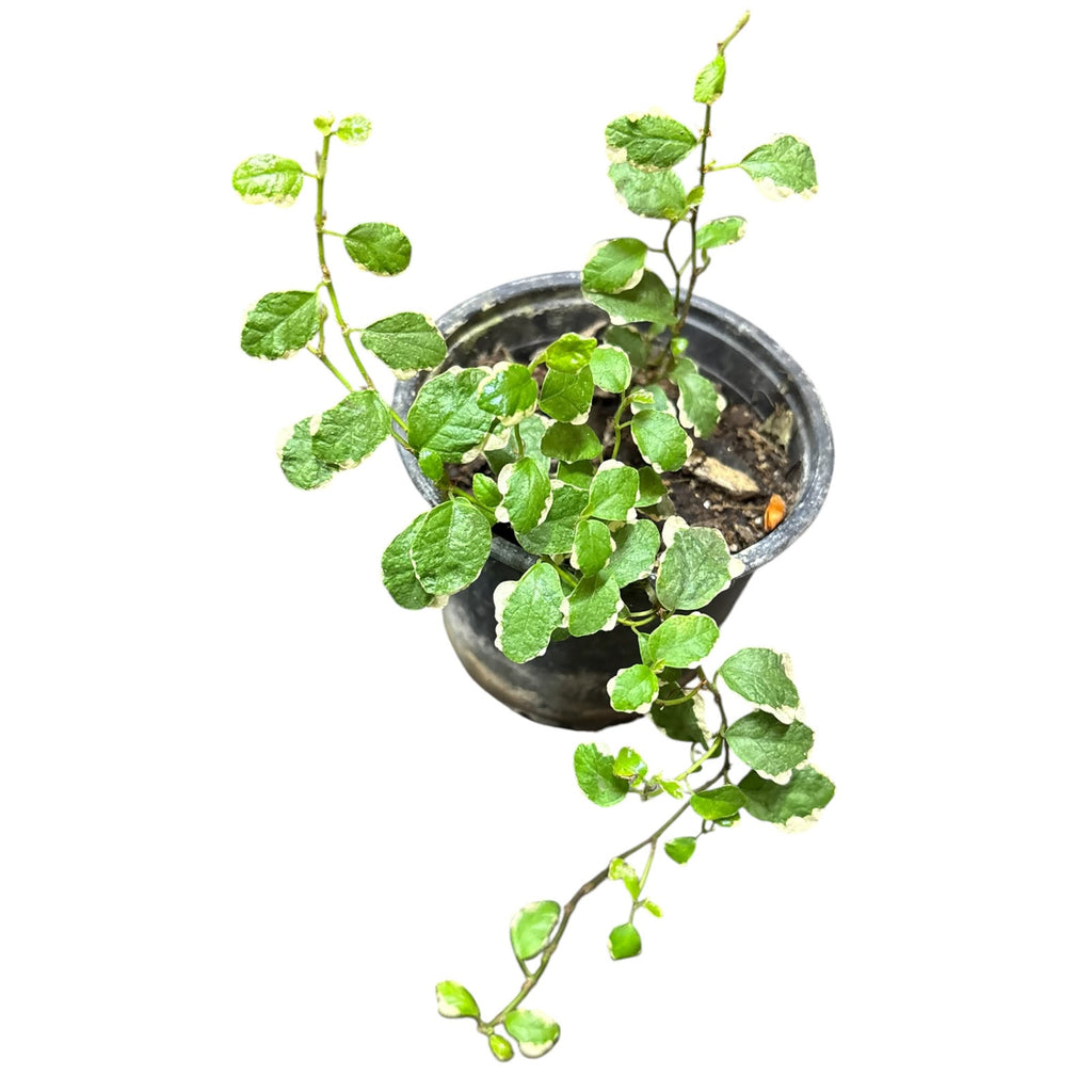 Ficus Repens variegado