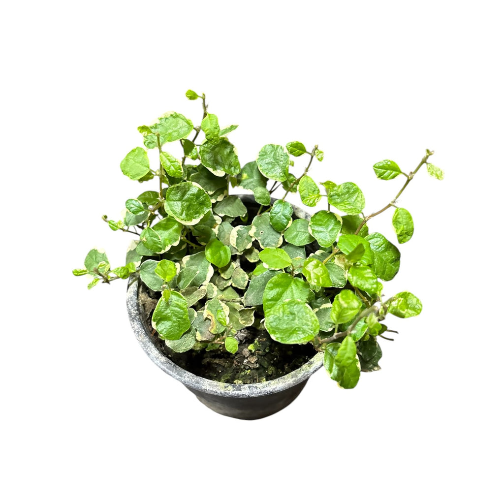 Ficus Repens variegado