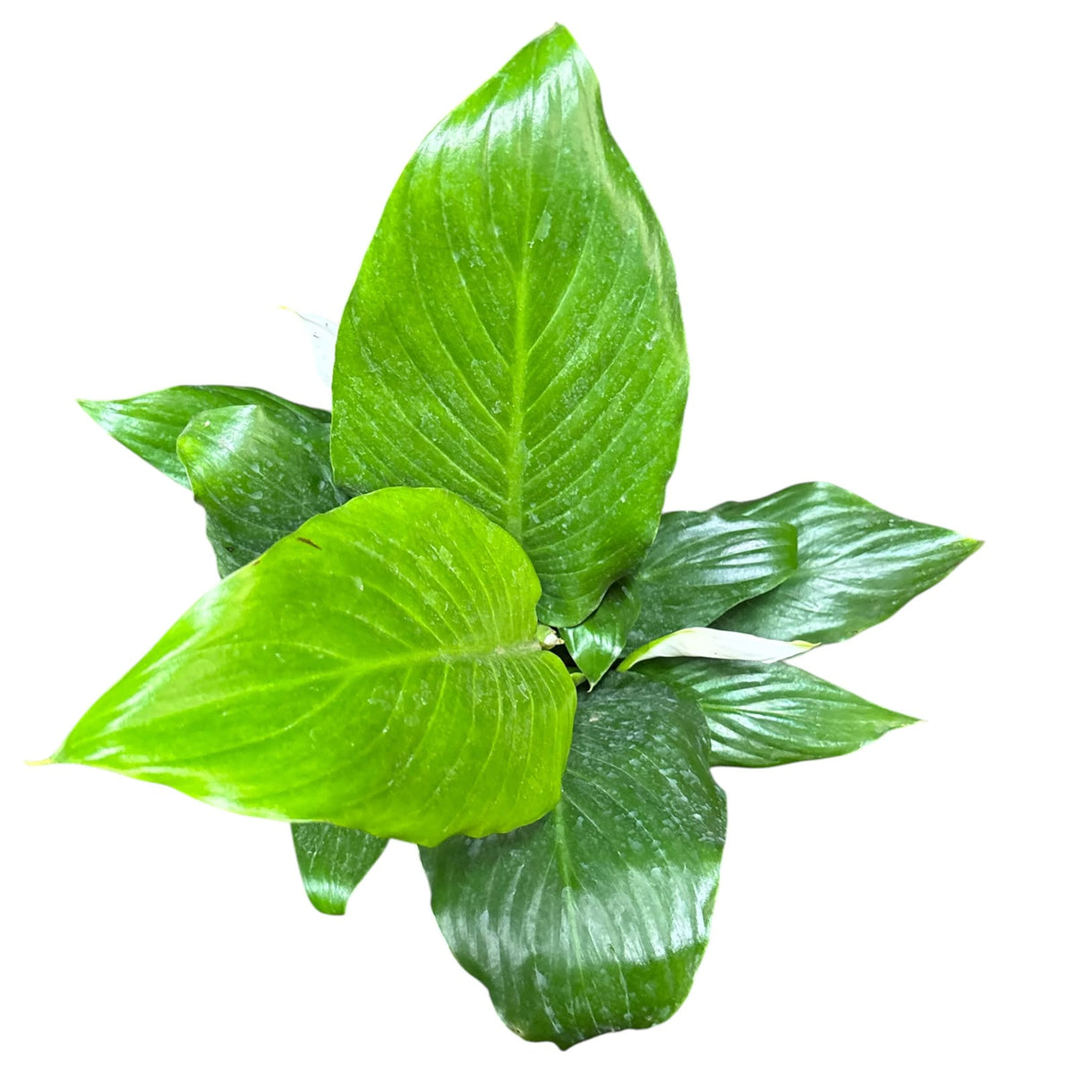 Cuna de moisés tamaño Grande