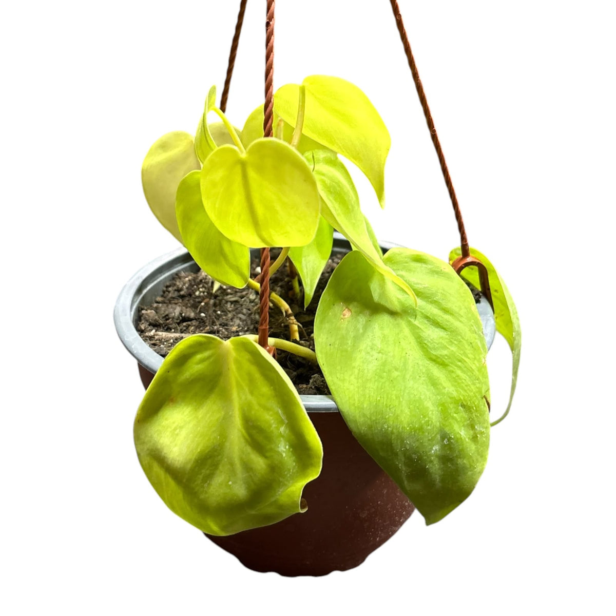Cordatum Lemon Lime