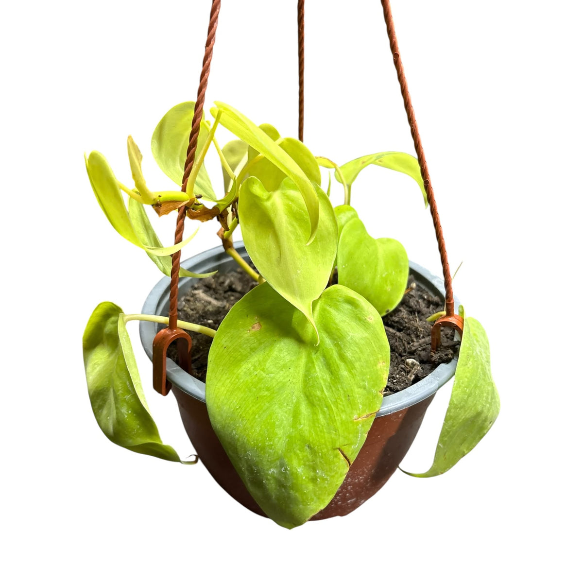 Cordatum Lemon Lime