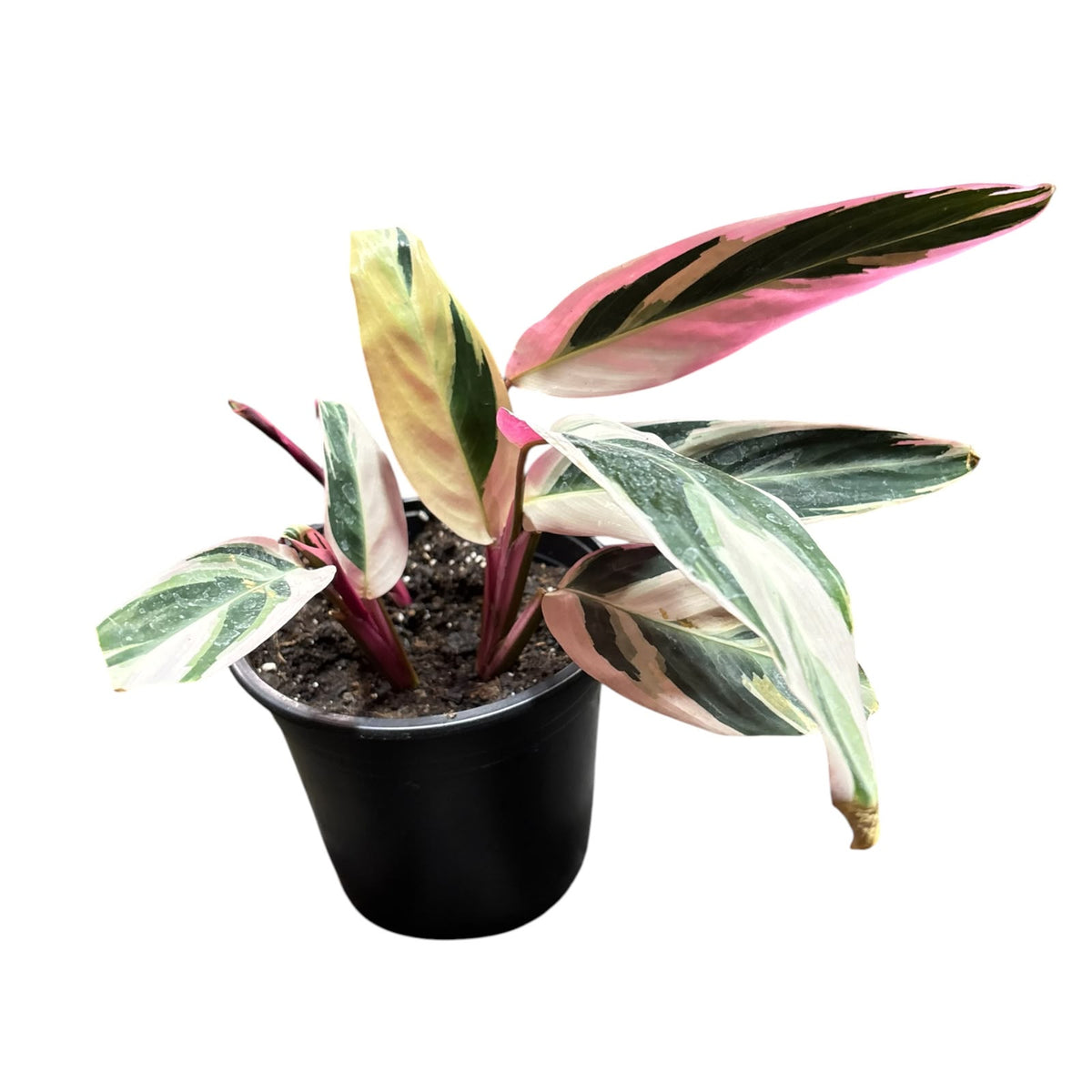 Calathea Triostar S