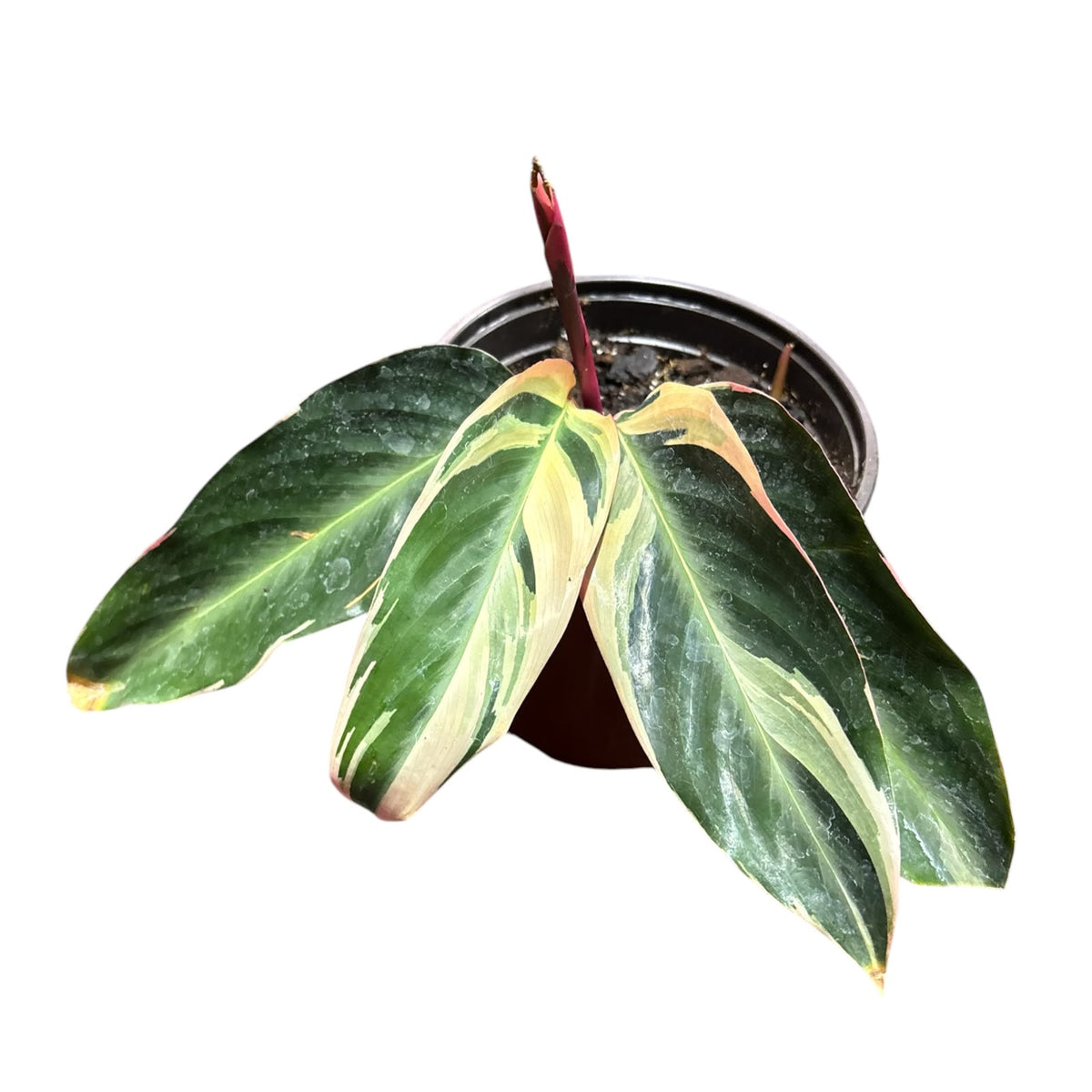 Calathea Triostar S