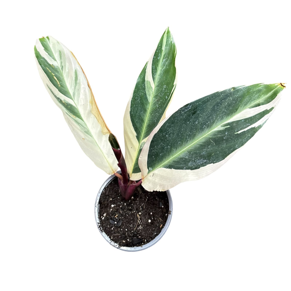 Calathea Triostar S