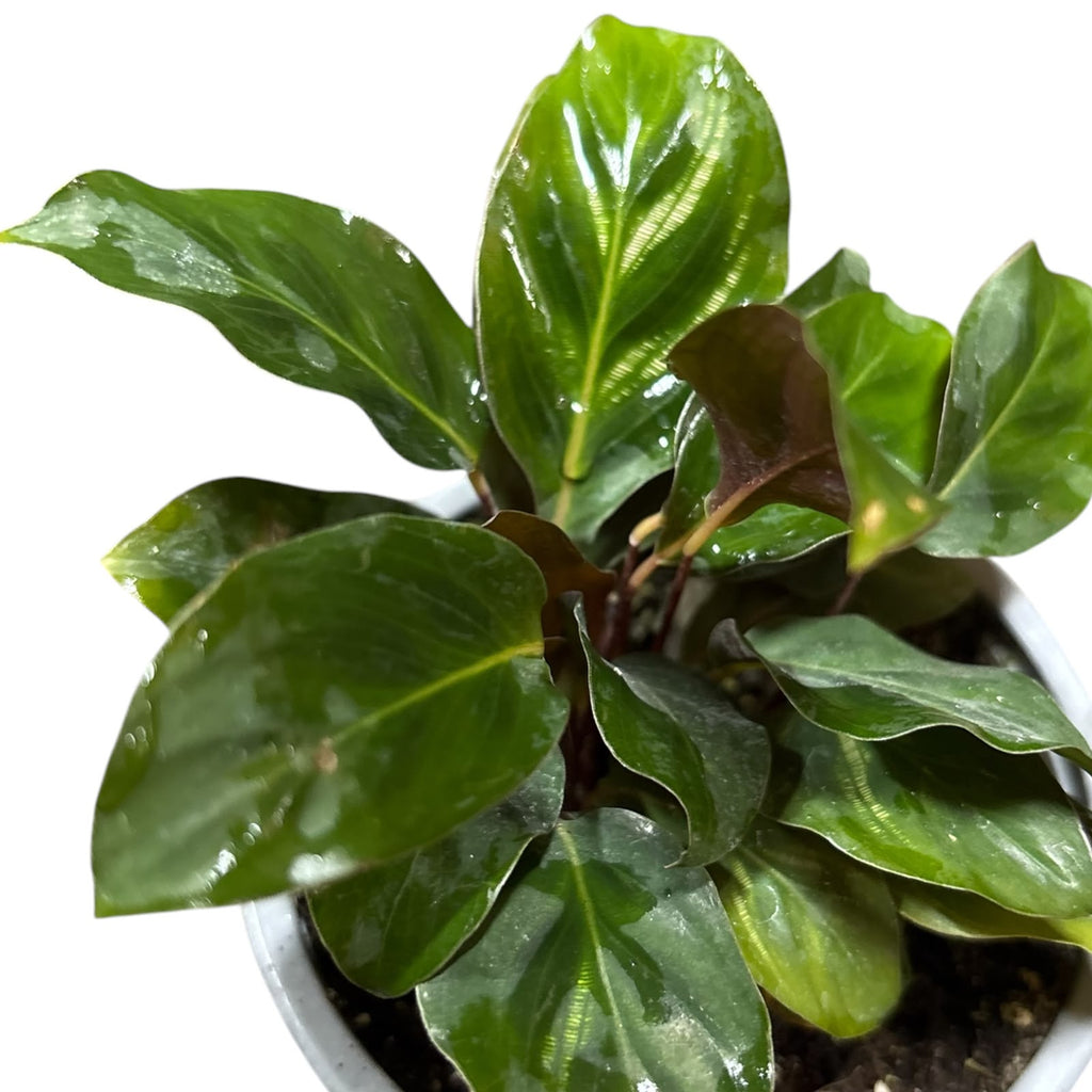 Calathea Makoyana SUPER OFERTA!