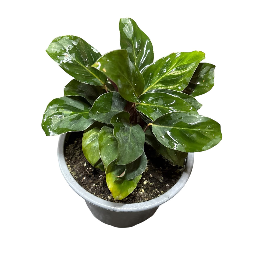 Calathea Makoyana SUPER OFERTA!