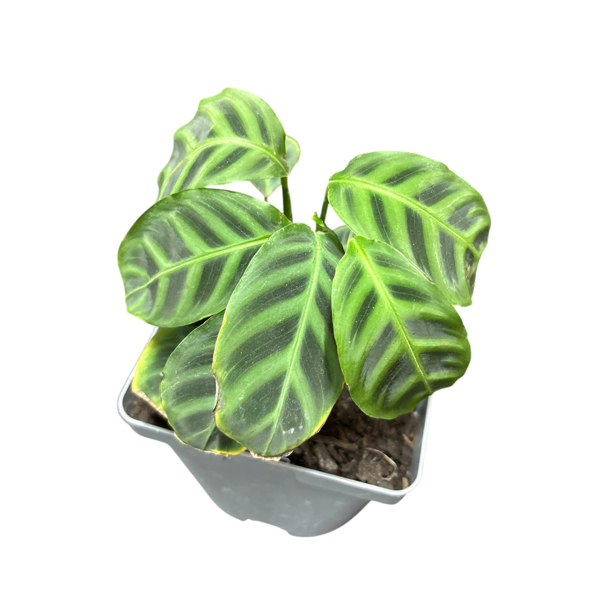 Calathe Zebrina SUPER OFERTA IMPERDIBLE !