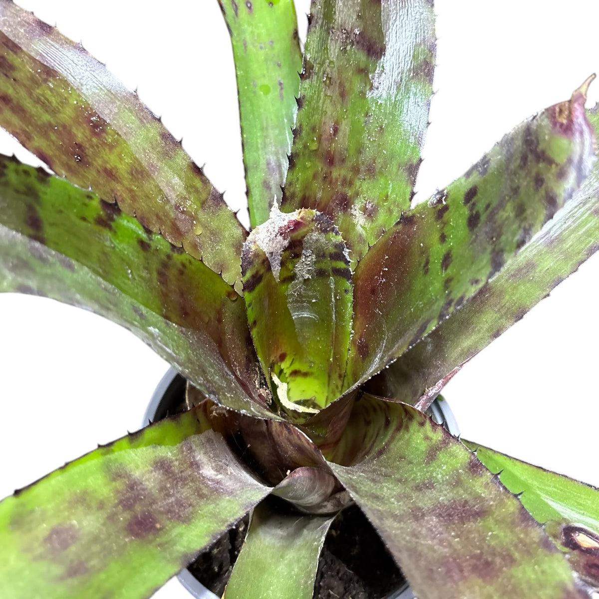 Bromelia Tiger XL