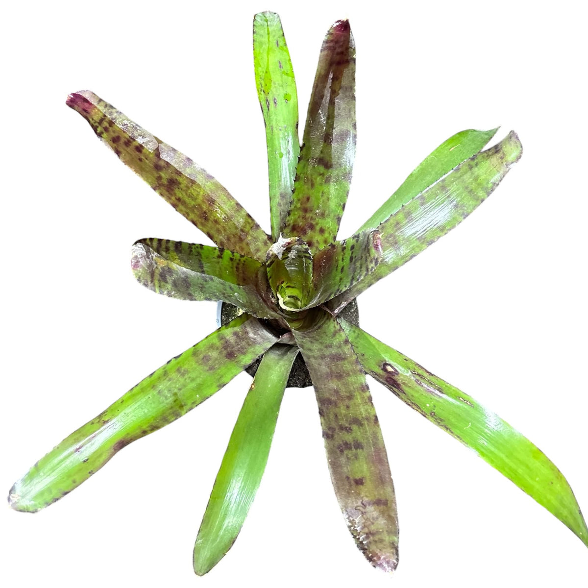 Bromelia Tiger XL