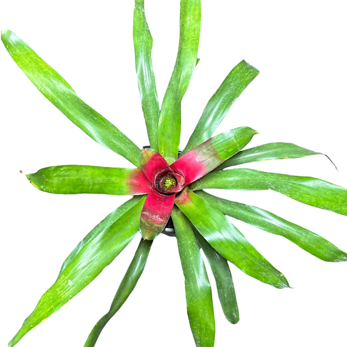 Bromelia neoregelia carolinae XL