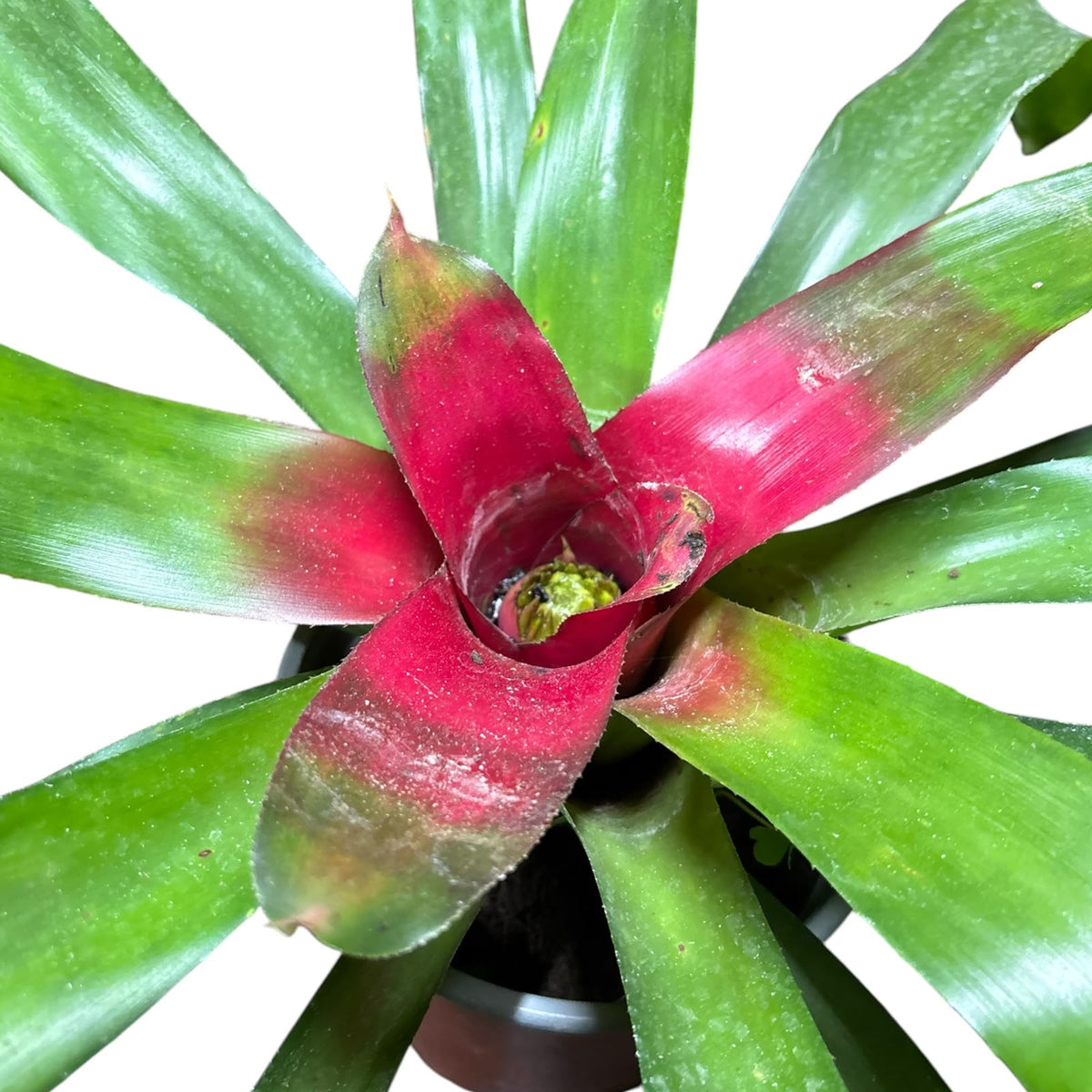 Bromelia neoregelia carolinae XL