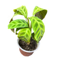 Calathe Zebrina SUPER OFERTA IMPERDIBLE !