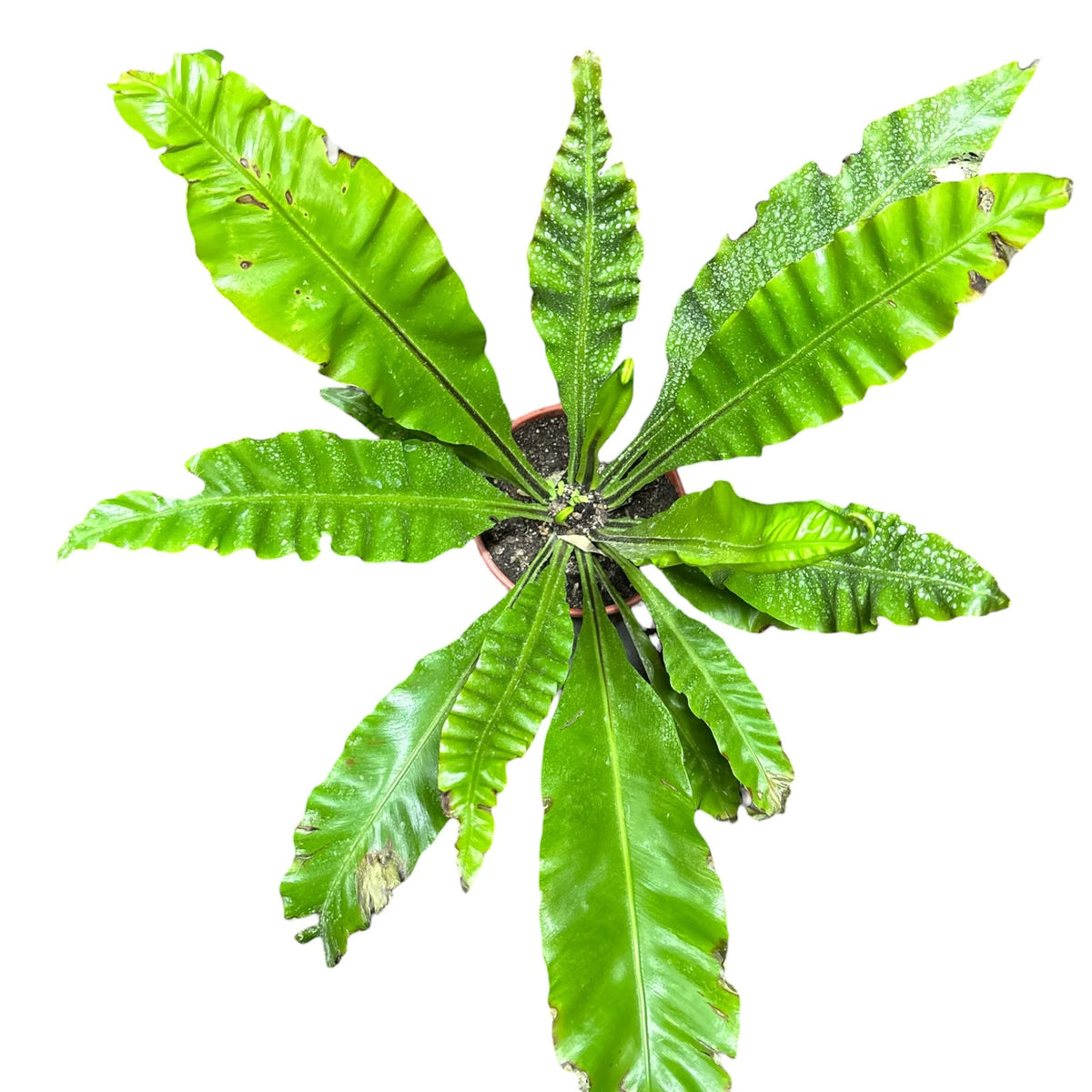 Asplenium Nido Tamaño Grande OFERTA ESPECIAL !