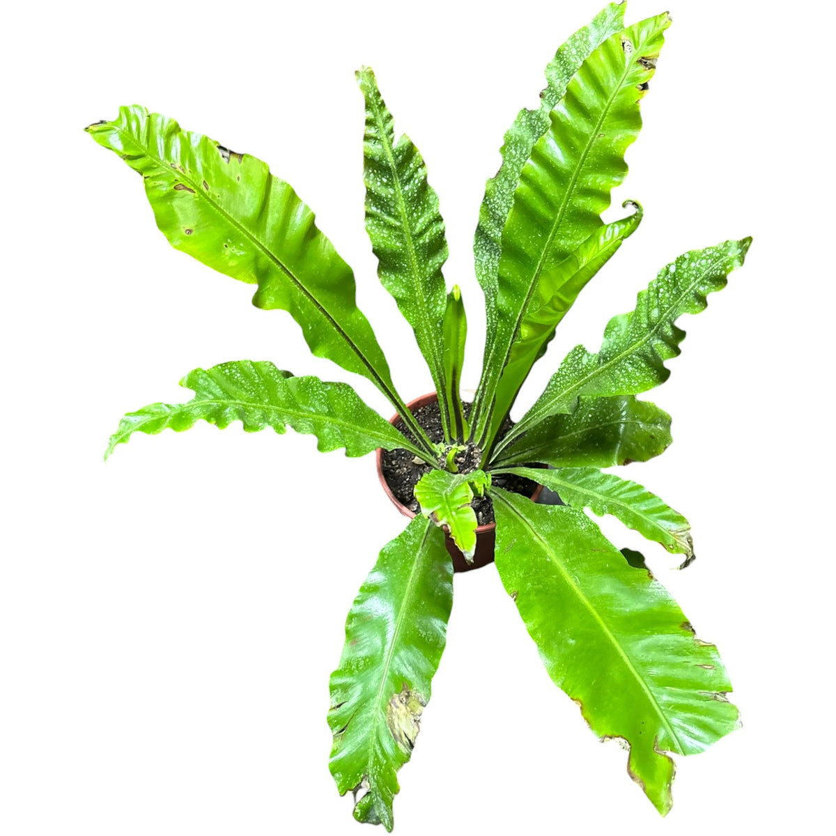 Asplenium Nido Tamaño Grande OFERTA ESPECIAL !
