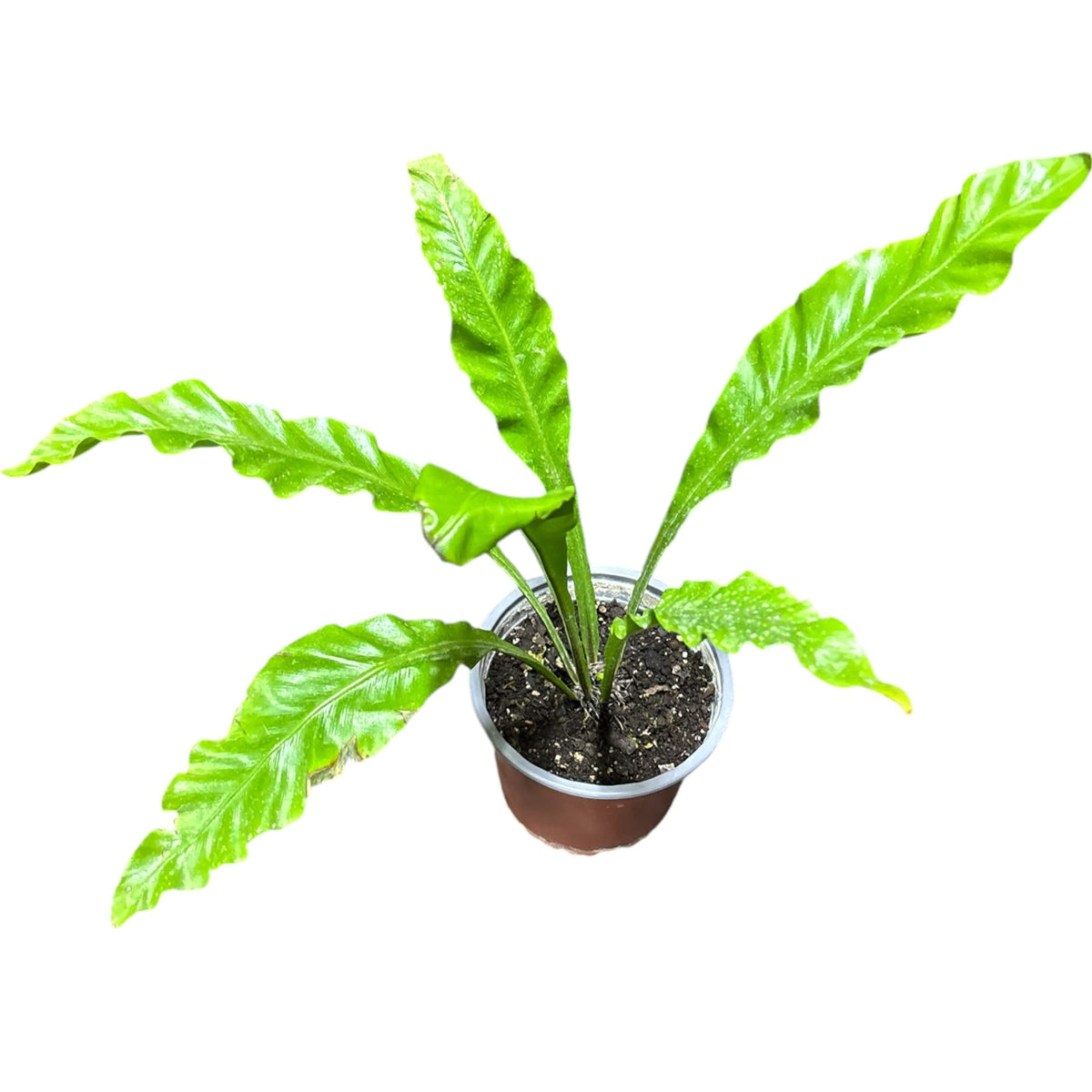 Asplenium Nido SUPER OFERTA !