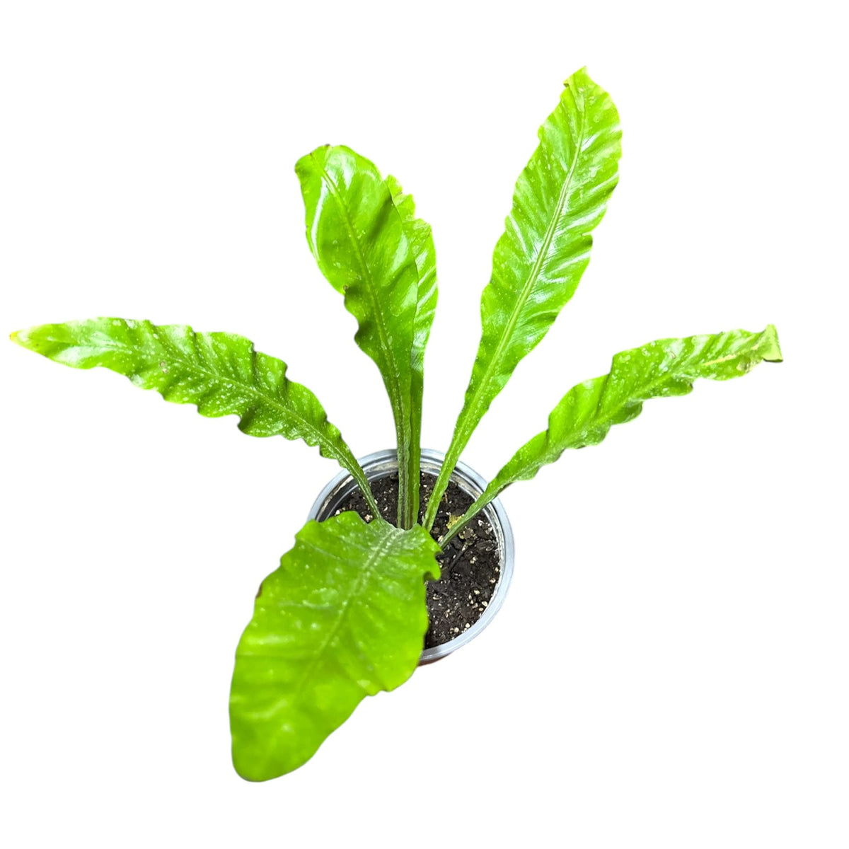 Asplenium Nido SUPER OFERTA !