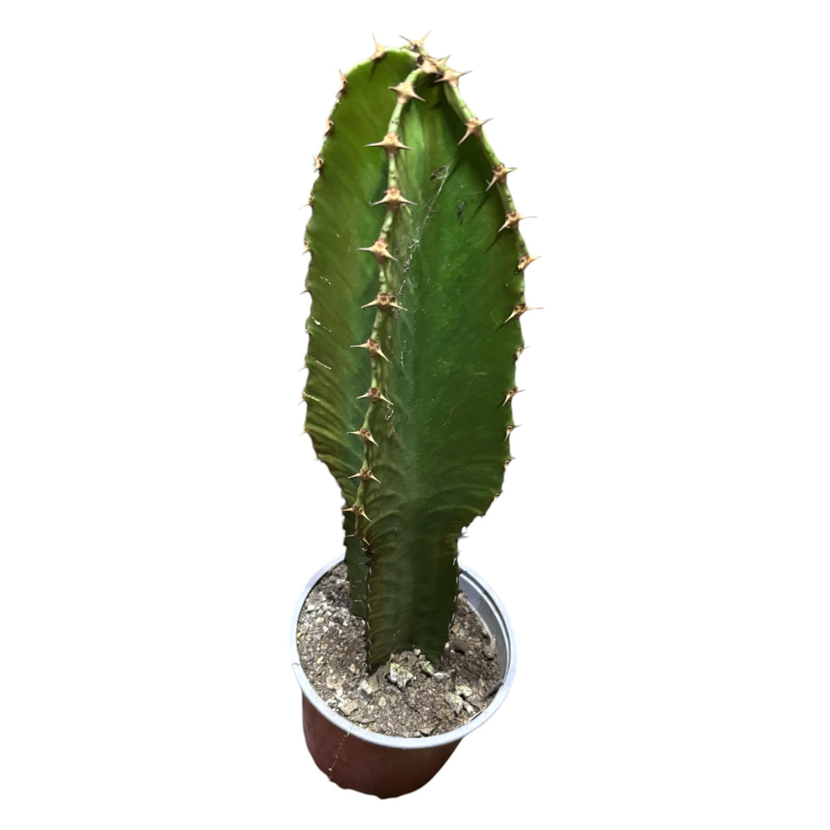 Euphorbia Candelabro NUEVO INGRESO!