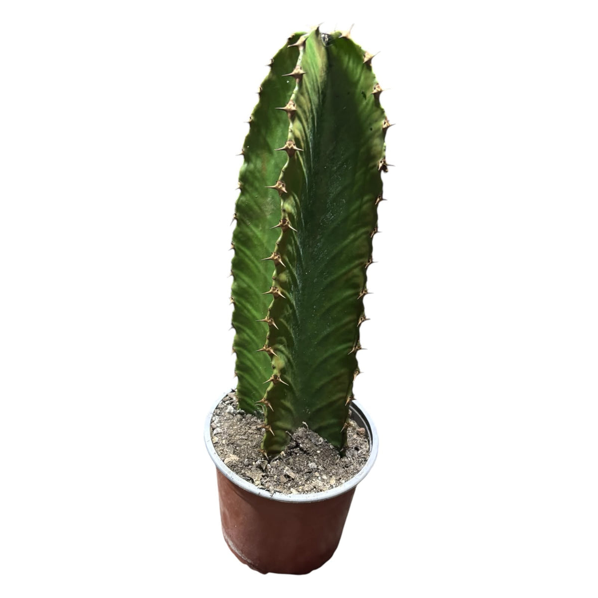 Euphorbia Candelabro NUEVO INGRESO!