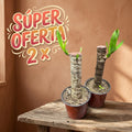 SUPER OFERTA YUCA 2X