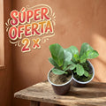 SUPER OFERTA FICUS LYRATA 2X