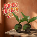 SUPER OFERTA CUNA DE MOISES TAMAÑO MEDIANO 2X