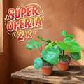 SUPER OFERTA MONSTERA MACETA 21
