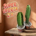 SUPER OFERTA EUPHOBIA CANDELABRO 2X