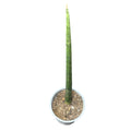 Sansevieria Cilindrica OFERTA EXCLUSIVA!