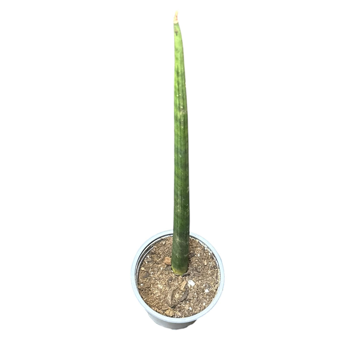 Sansevieria Cilindrica OFERTA EXCLUSIVA!