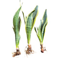 Sansevieria borde amarillo OFERTA EXCLUSIVA DE PREVENTA!