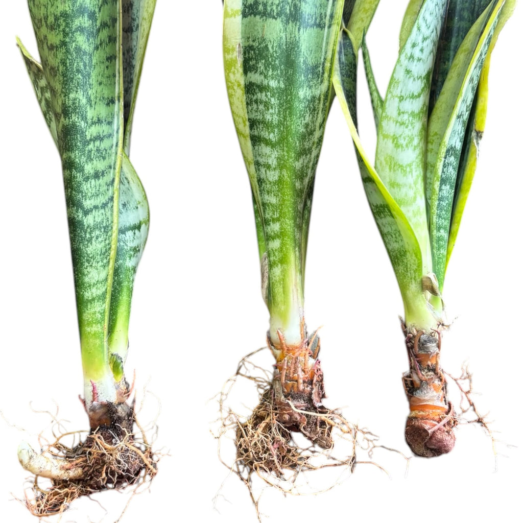 Sansevieria borde amarillo OFERTA EXCLUSIVA DE PREVENTA!