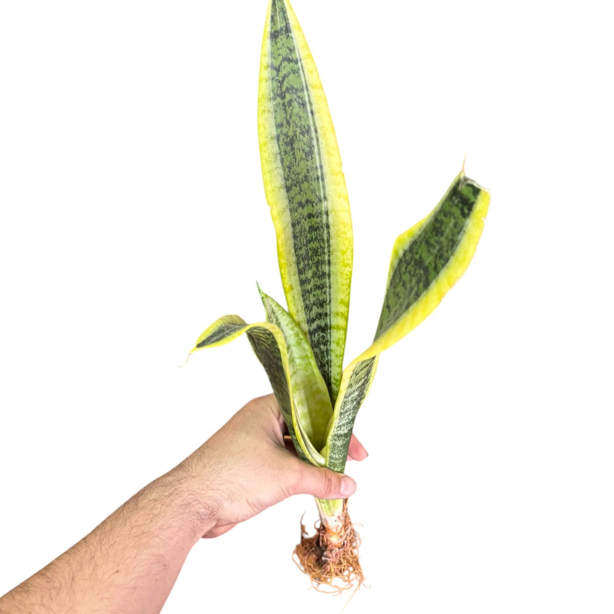 Sansevieria borde amarillo OFERTA EXCLUSIVA DE PREVENTA!
