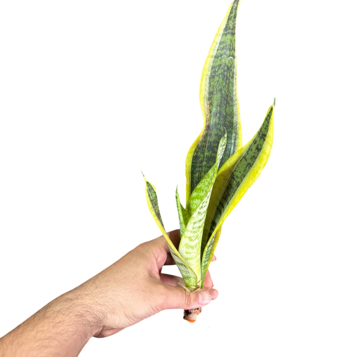 Sansevieria borde amarillo OFERTA EXCLUSIVA DE PREVENTA!