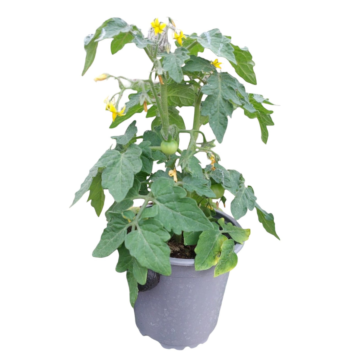 Tomate Cherry NUEVO INGRESO !