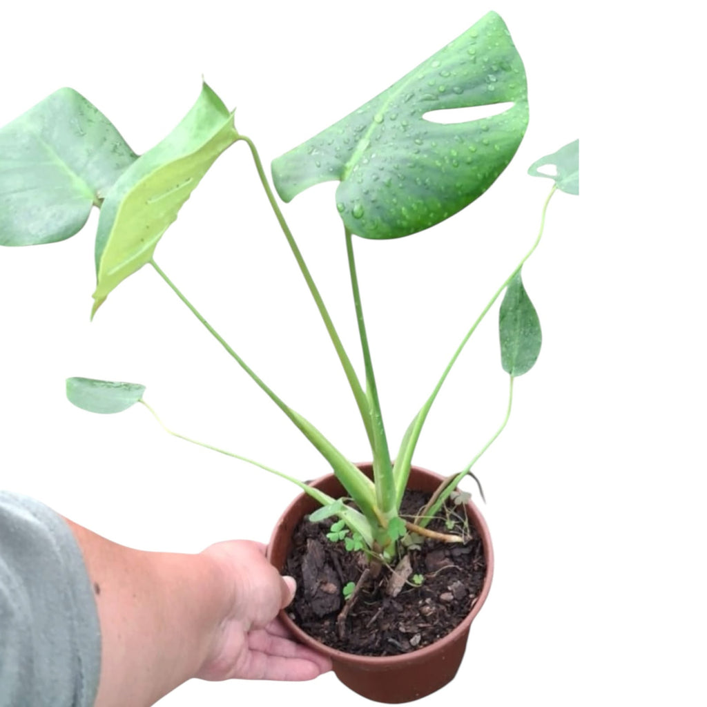 Monstera Deliciosa PREVENTA SUPER OFERTA TIEMPO LIMITADO!