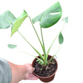 Monstera Deliciosa PREVENTA SUPER OFERTA TIEMPO LIMITADO!