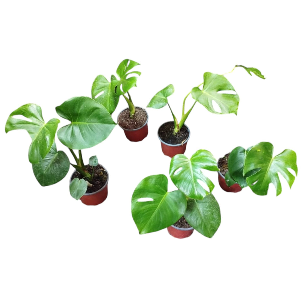 Monstera Deliciosa PREVENTA SUPER OFERTA TIEMPO LIMITADO!