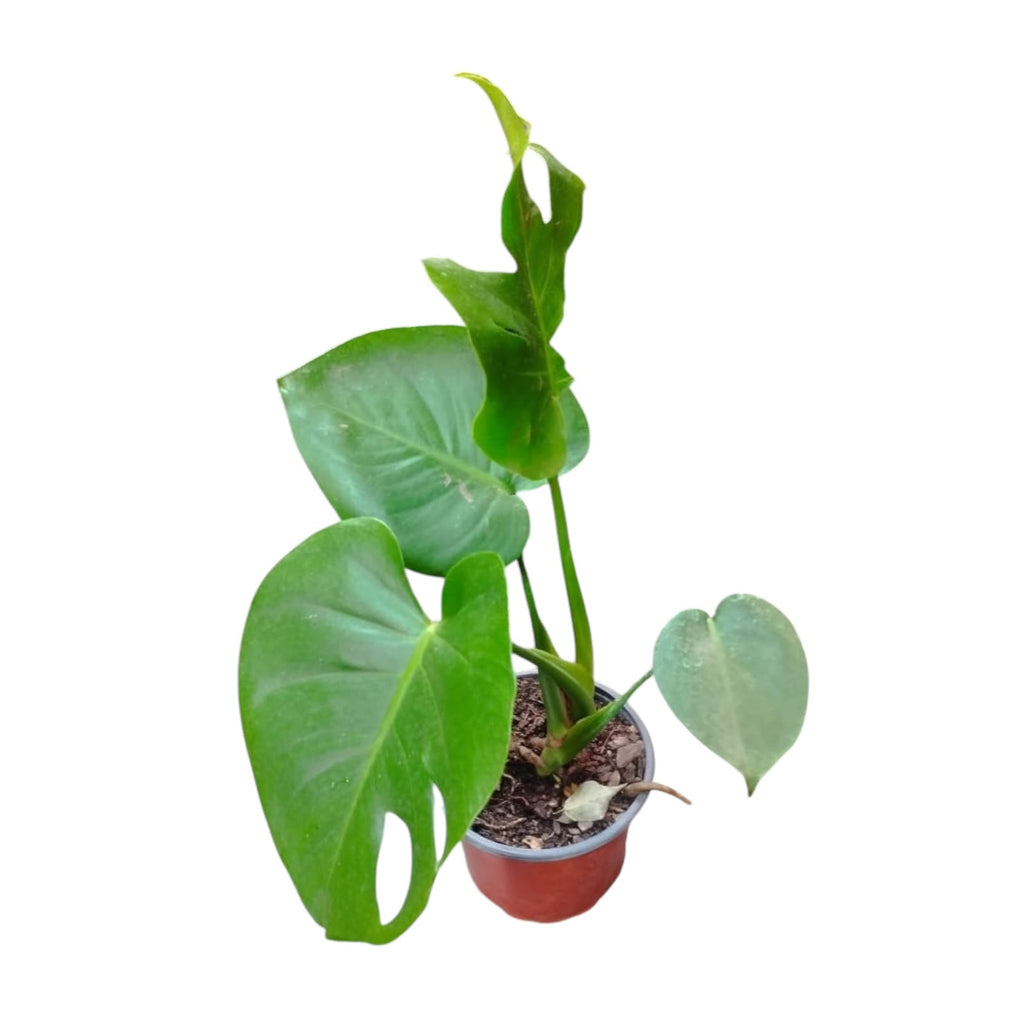 Monstera Deliciosa PREVENTA SUPER OFERTA TIEMPO LIMITADO!