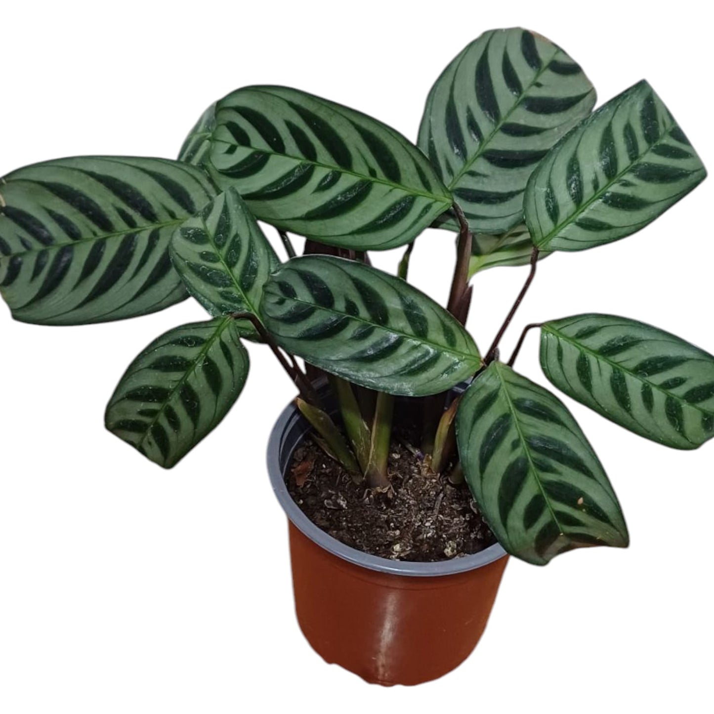 Calathea Burle Marx
