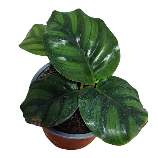 Calathea Fasciata