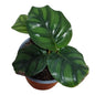 Calathea Fasciata