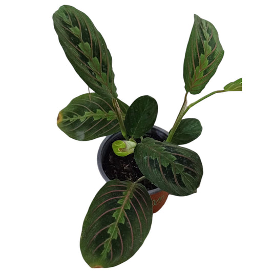 Maranta Leuconera