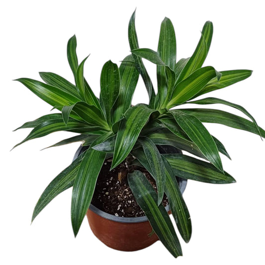 Dracena Canción de Jamaica