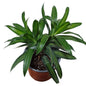 Dracena Canción de Jamaica