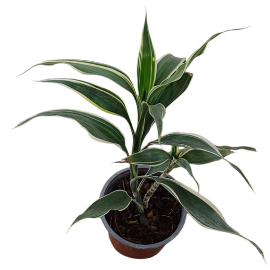Dracena Sanderiana White