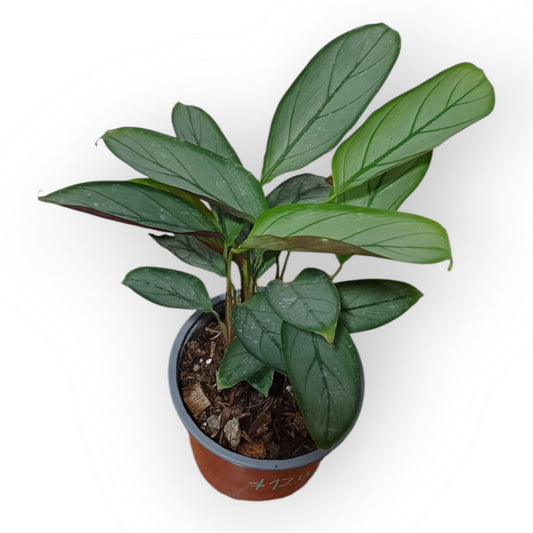 Calathea Grey Star