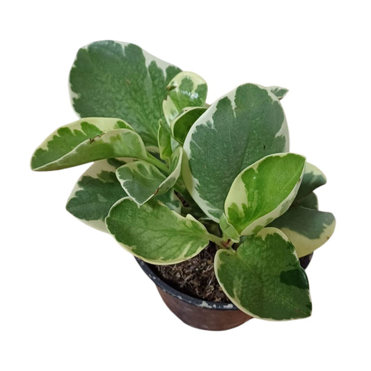 Peperomia Variegada
