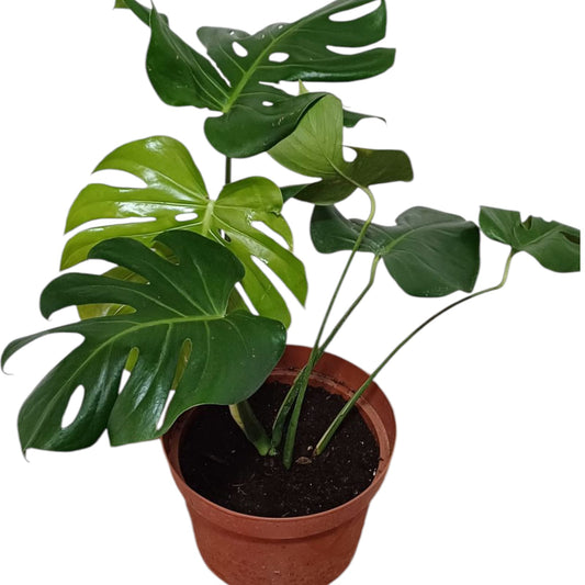 Mostera Deliciosa Tamaño "XL"