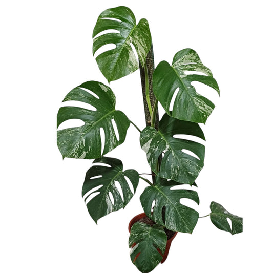 Mostera Variegada Tamaño "XL"