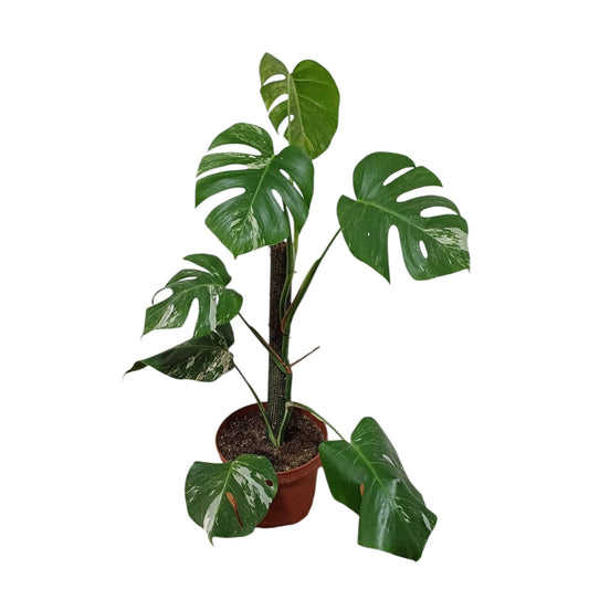 Mostera Variegada Tamaño "M"